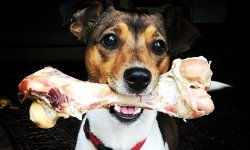 Мясо для собак: Полезные свойства и рекомендации